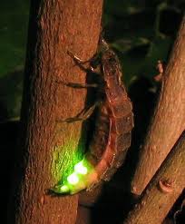 common glowworm